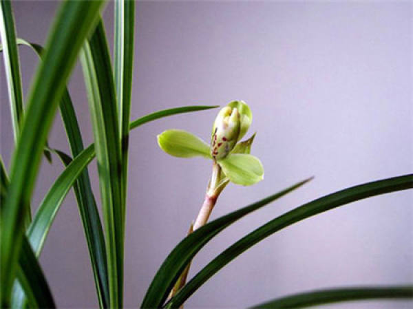 Epiphytic orchid