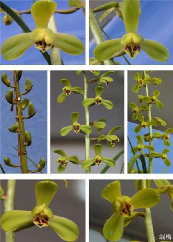 Epiphytic orchid
