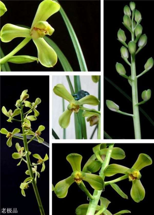 Epiphytic orchid