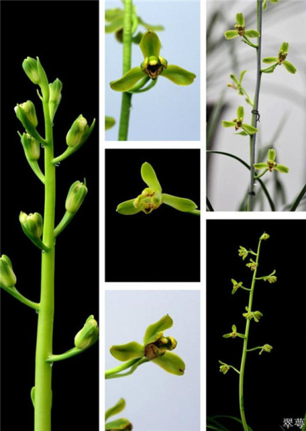 Epiphytic orchid