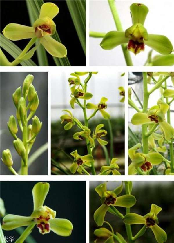 Epiphytic orchid