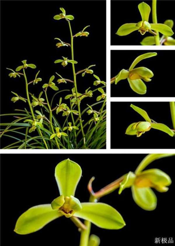 Epiphytic orchid
