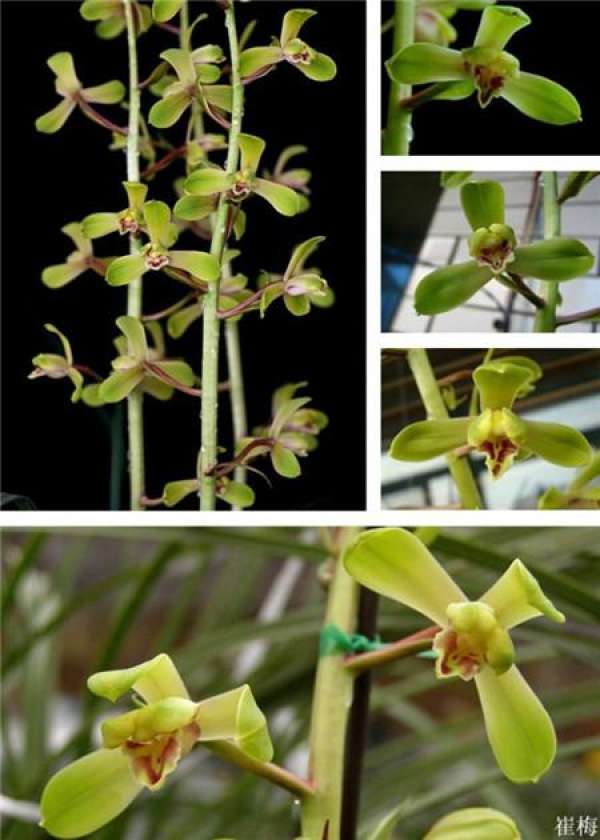 Epiphytic orchid