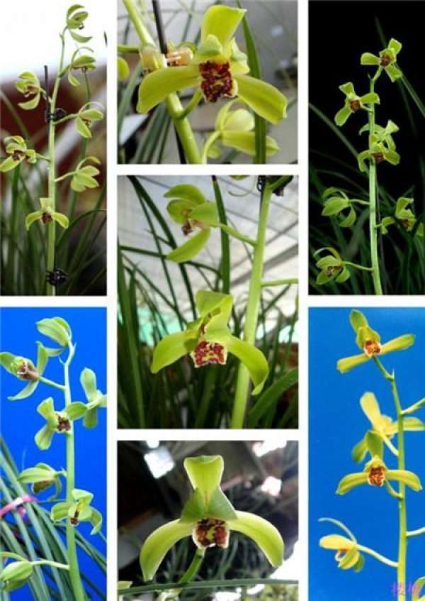 Epiphytic orchid
