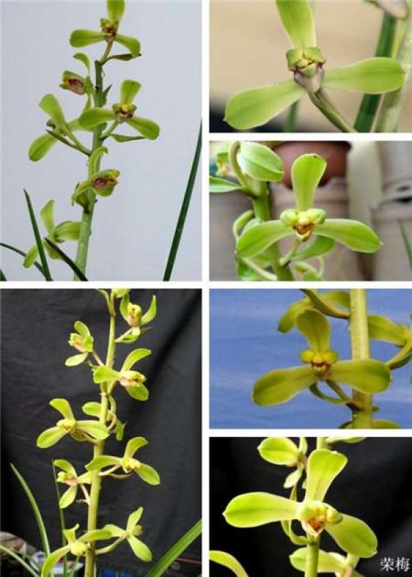Epiphytic orchid