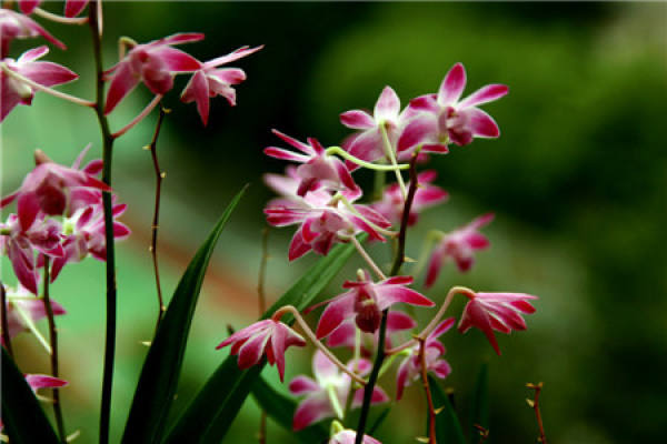 Epiphytic orchid