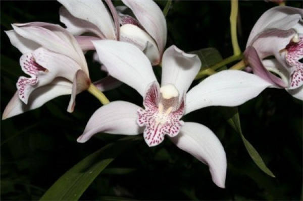 Epiphytic orchid