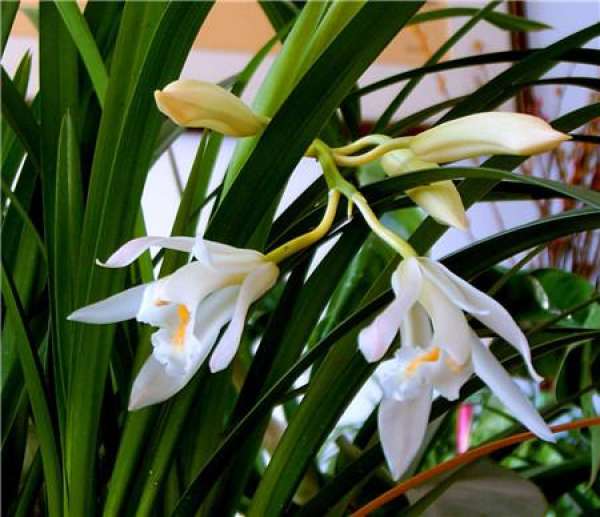 Epiphytic orchid
