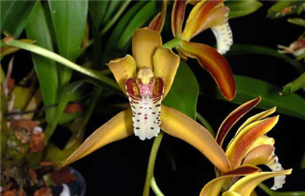 Epiphytic orchid