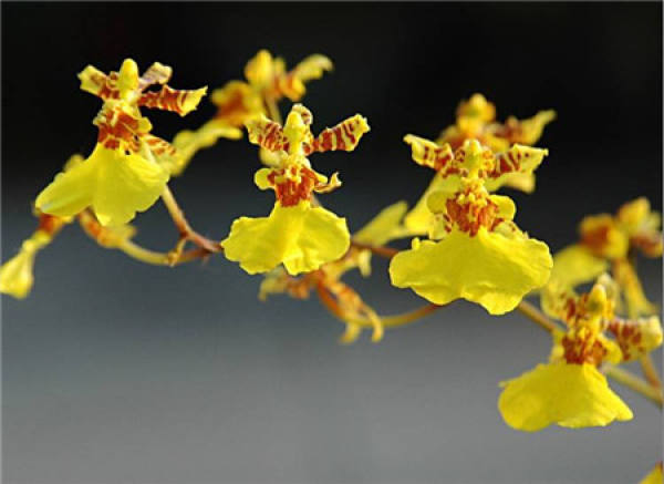 Epiphytic orchid
