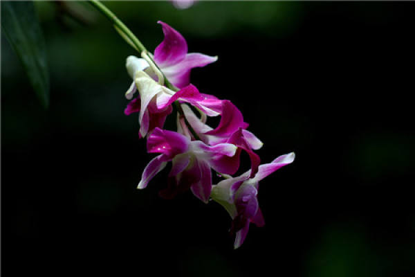Epiphytic orchid
