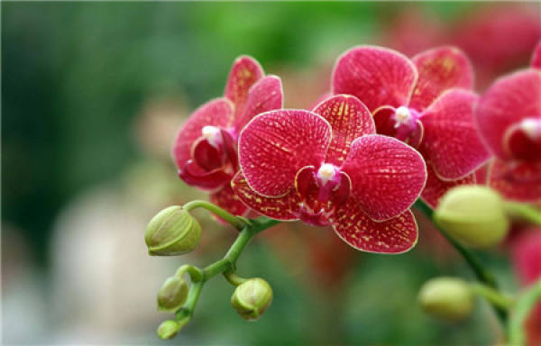 Epiphytic orchid
