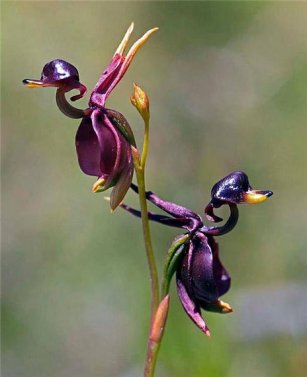 Epiphytic orchid