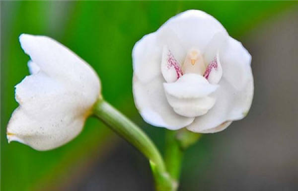 epiphytic orchid