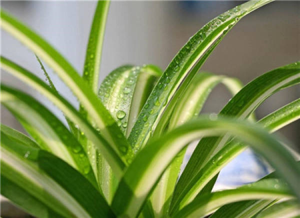 The Suitable Temperature for Growing Flowers in Winter The Suitable Temperature for Growing Flowers in Winter