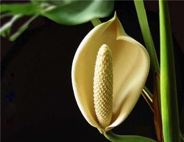 The Suitable Temperature for Growing Flowers in Winter The Suitable Temperature for Growing Flowers in Winter