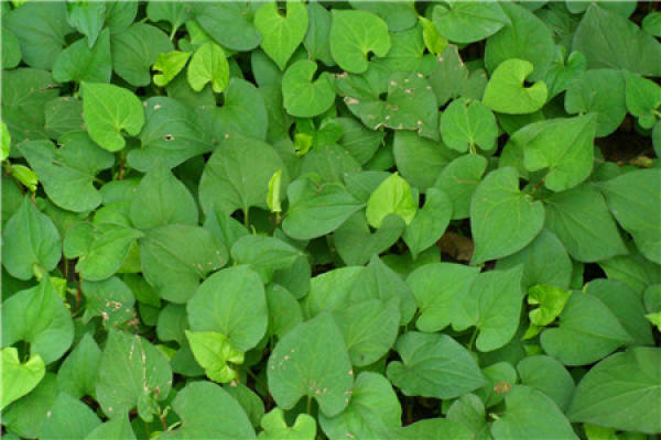 Herba Houttuyniae