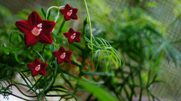 Quamoclit pinnata