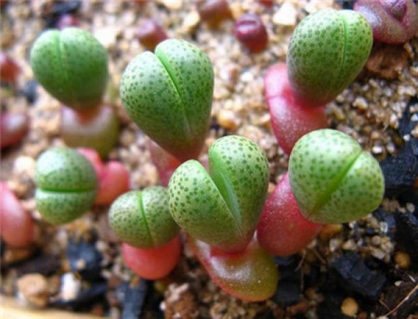 cultivation and maintenance methods of Diyu