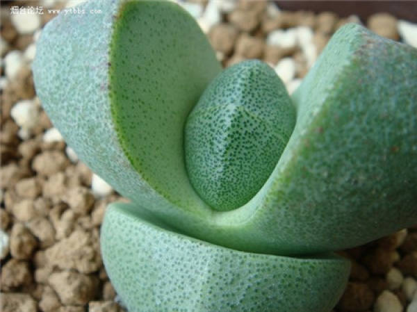 Decoration method of imperial jade