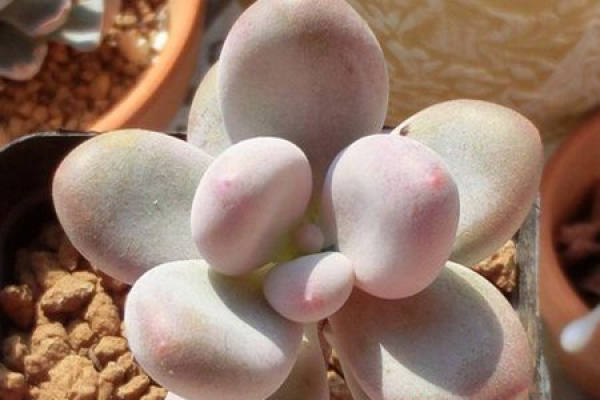Peach Beauty