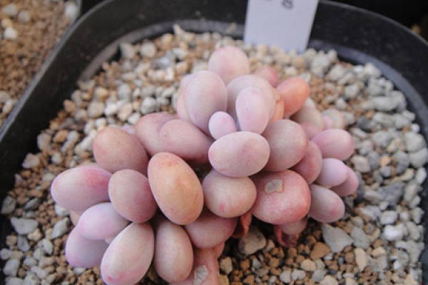 Peach Beauty Picture