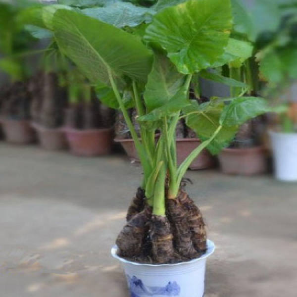 Potted dripping Guanyin