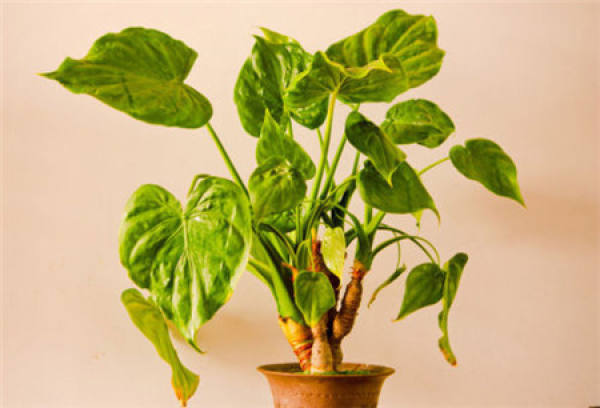 Potted dripping Guanyin