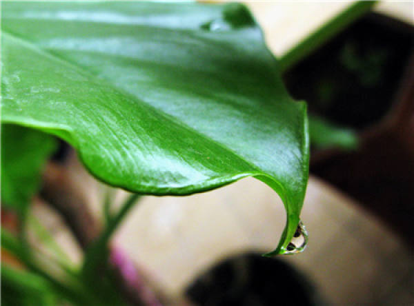 potted dripping Guanyin