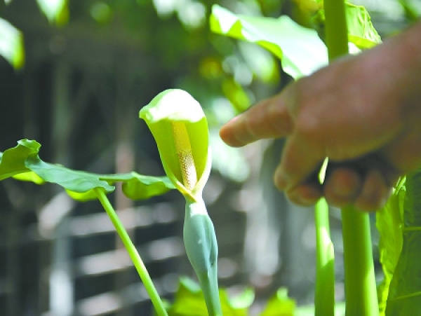Foliage plant dripping Guanyin
