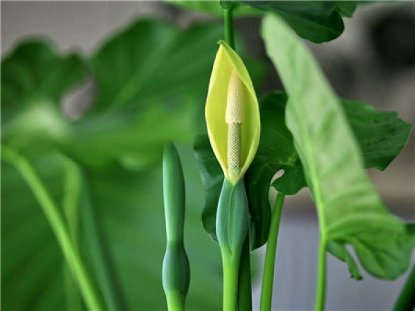 Foliage plant dripping Guanyin