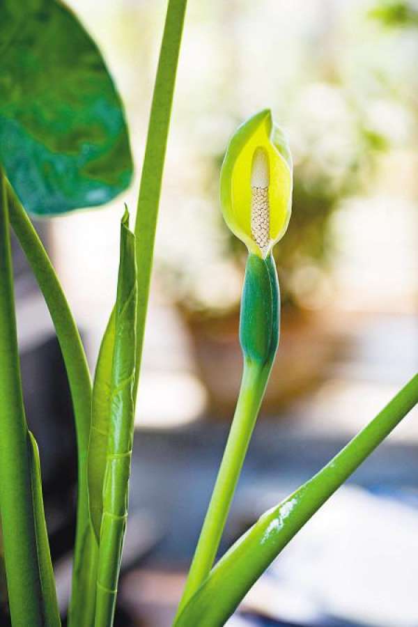 Foliage plant dripping Guanyin