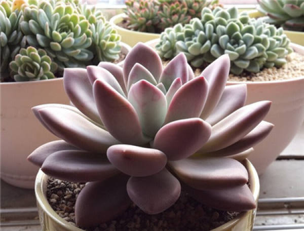 Morphological Characteristics and Growth Habit of Oplina