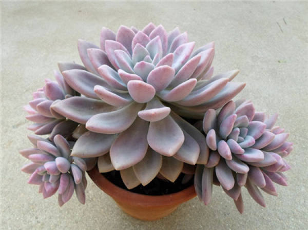 Winter Curing of Oplina