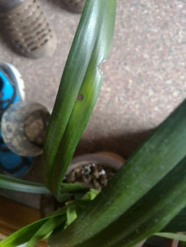 The growing environment of orchids