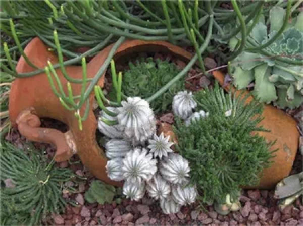 Broken pot into flowerpot