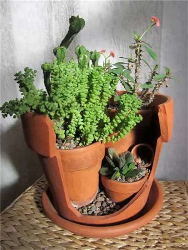 Fleshy broken flowerpot