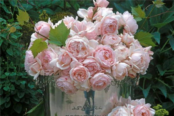 Chinese rose