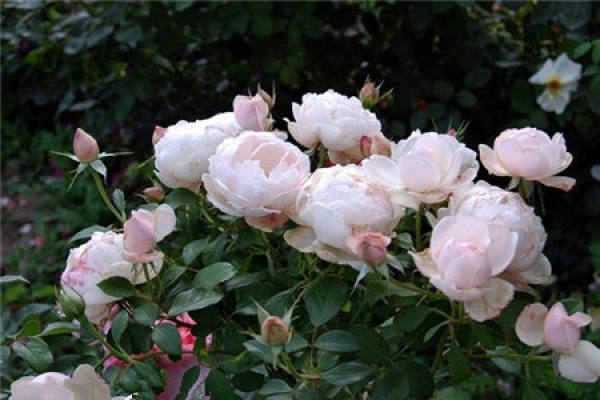 Chinese rose