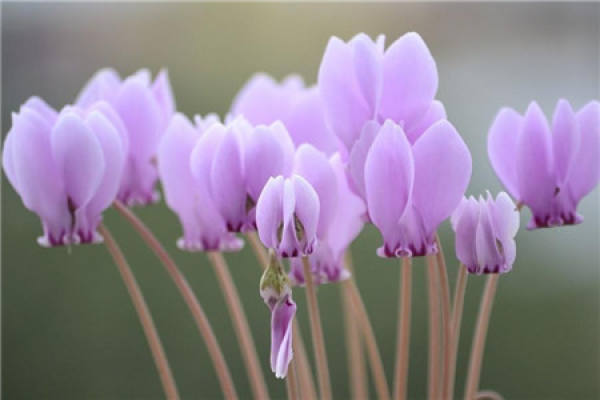 Cyclamen
