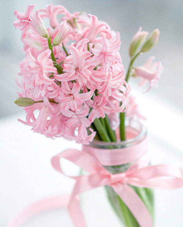 Hyacinth