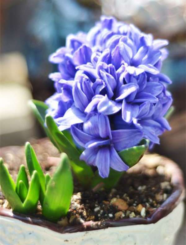 hyacinth