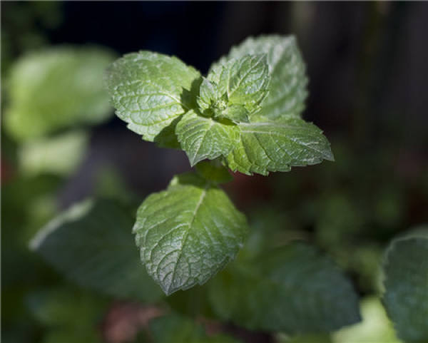 Culture method of peppermint