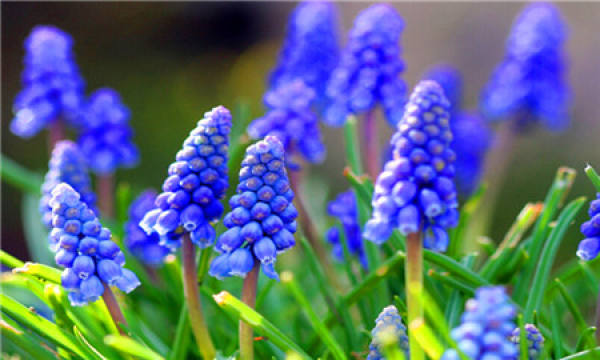 Hyacinth File