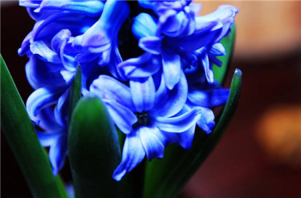 Hyacinth File