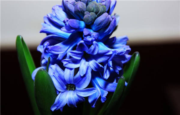 Hyacinth File