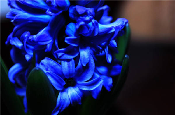 Hyacinth File