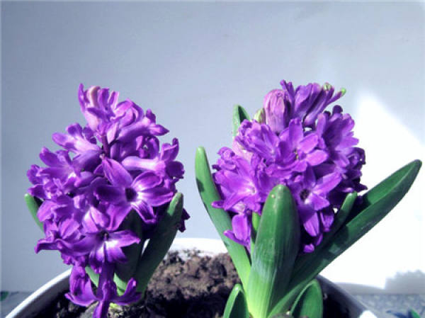 Hyacinth File