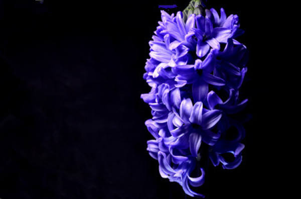 Hyacinth File