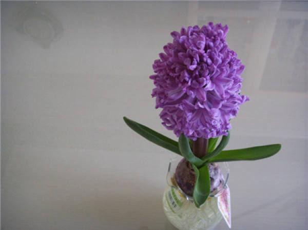 Hyacinth File